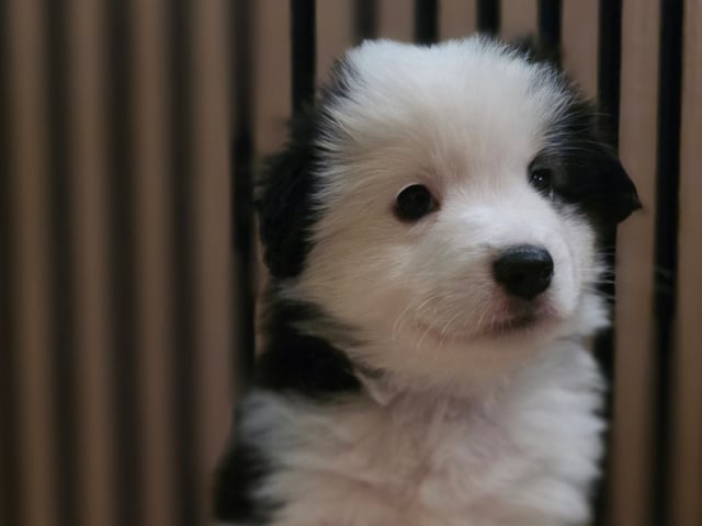 Miniature American Shepherd