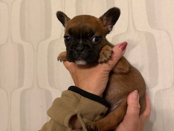 Fransk bulldog · Skutskär · Tuula E.