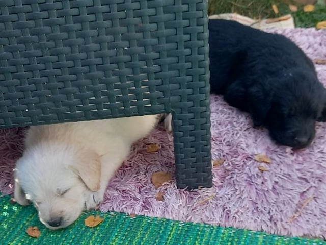 Labrador & Golden doodle · Munkfors · Joakim S.