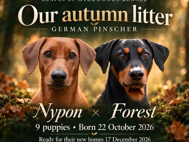 Pinscher · Harlösa · Leaves of Myrkwoods