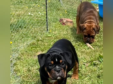 Olde English Bulldogge · Malmö · Ulrika L.