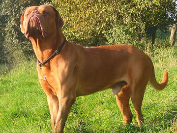 Dogue de bordeaux