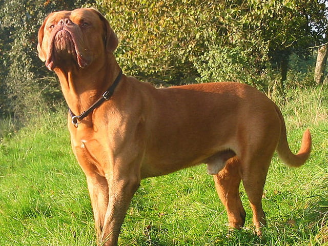 Dogue de Bordeaux