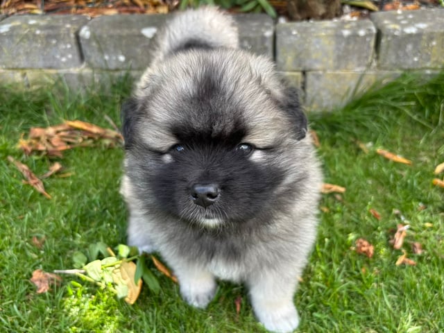 Puppy: Tæve 1