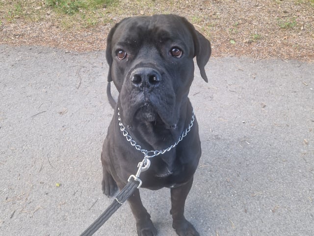 Cane corso