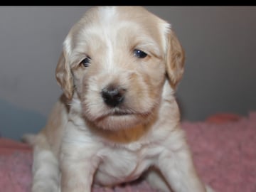 Dalkullas labradoodle