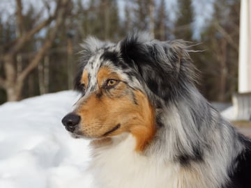 Maple Force Aussies