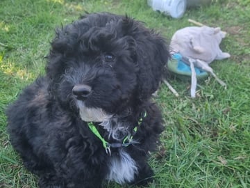 Maltipoo · Ystad · Jenny M.
