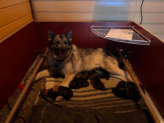 Norwegian Elkhound (Grey)
