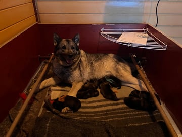 Norsk elghund – gråhund · Sandtorg · Eirik J Rubach