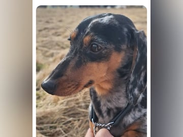 Klippornas