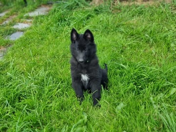 Hannhund 2