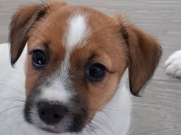 Jack Russell terrier · Bjarkøy · Marita M.