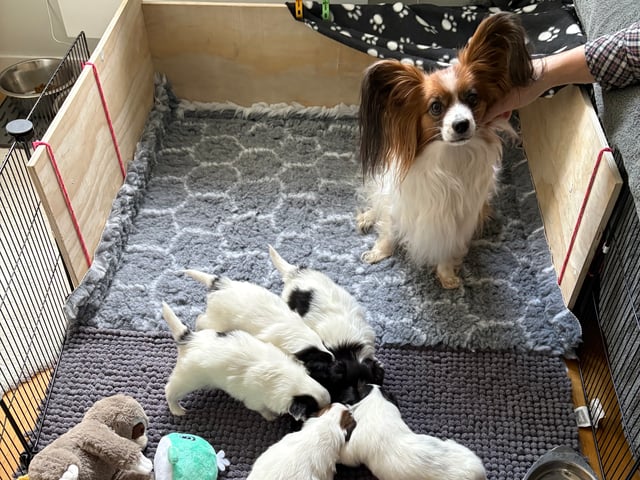 Papillon