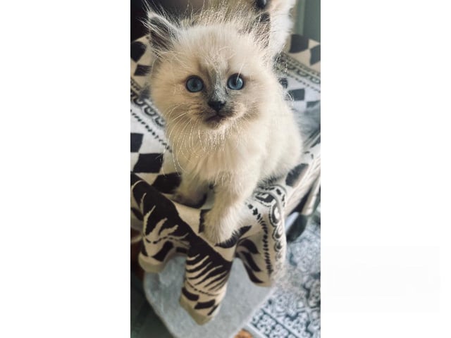 Sibirisk kat