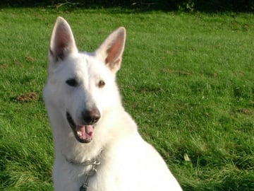 White Swiss Shepherd Dog