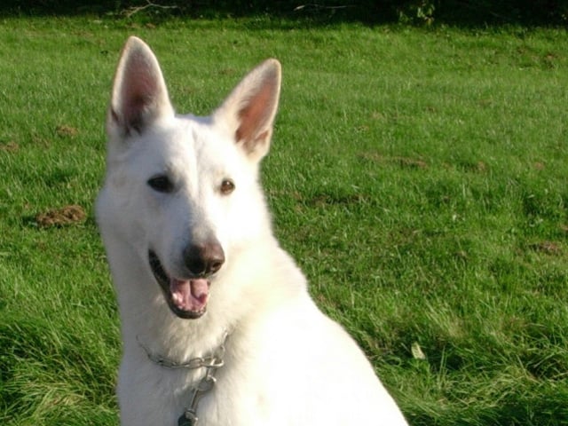 Hvid herdehund