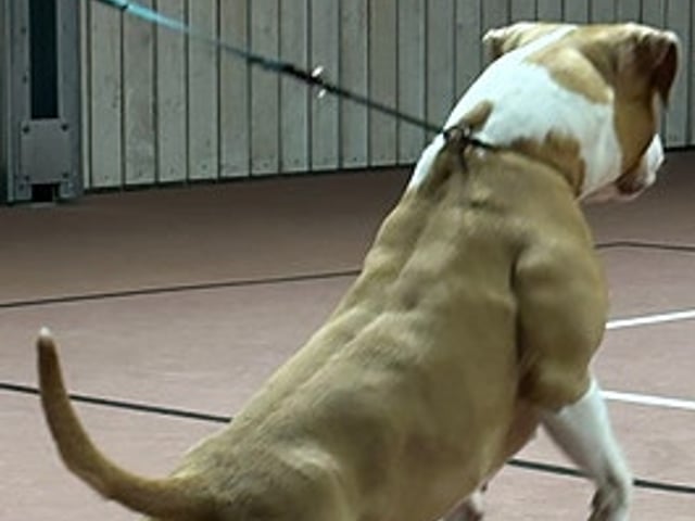 American bully valpar