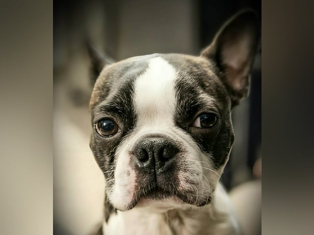 Boston terrier