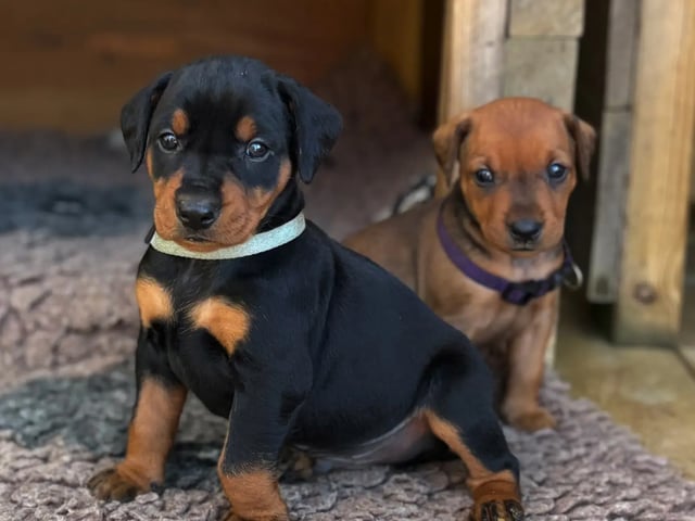 Pinscher