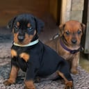 Pinscher