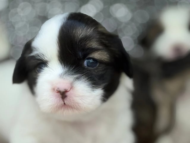 Tibetansk spaniel