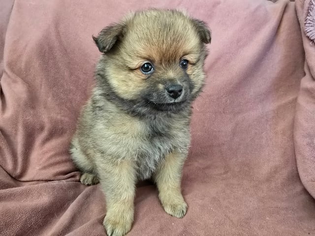 Puppy: Dålakungens Prins Carl Philip