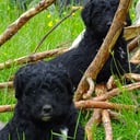 Bernerdoodle