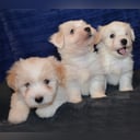 Coton de Tulear