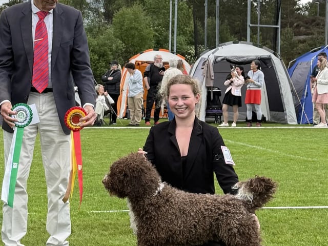 Spansk vannhund · Lysekloster · Camilla Kvamme Røstum