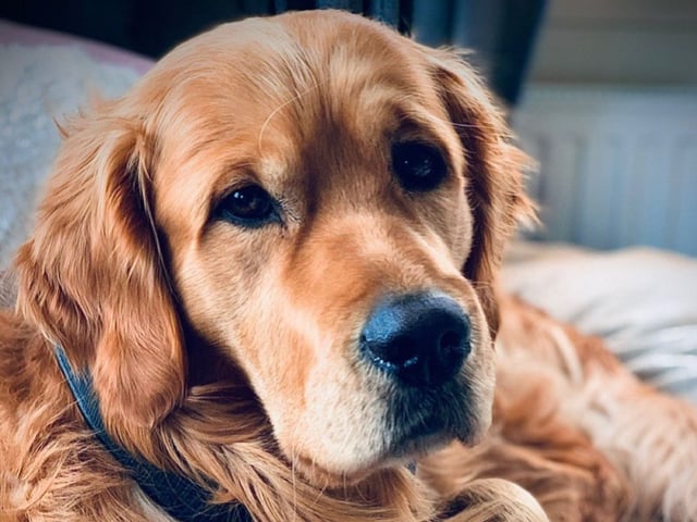 Golden retriever · Härryda · GuldSaven