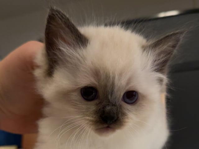 Kattunge: Babybossen