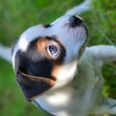 Dansk-svensk gårdhund