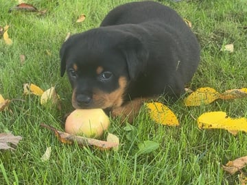 Rottweiler · Karlskoga · Lisabeta M.