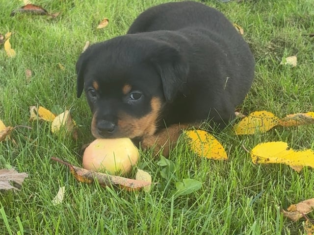 Rottweiler