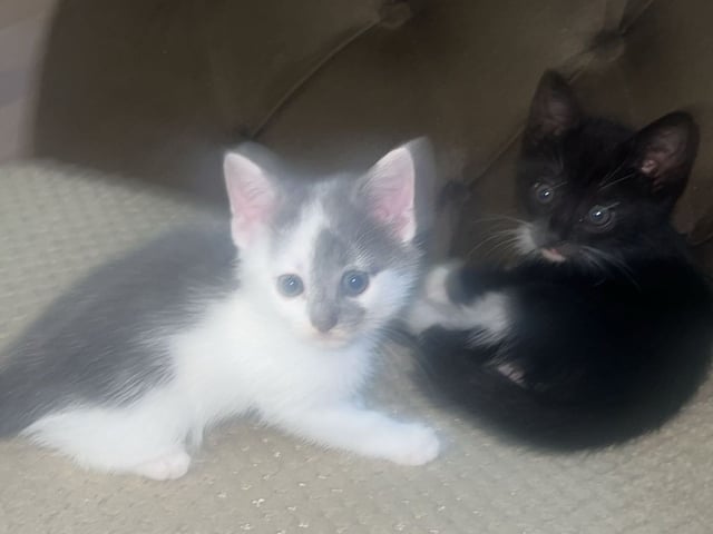Kattunge: Hane 2