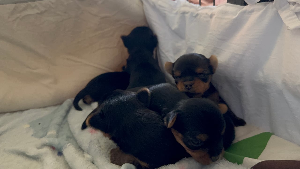 Sweet little Pollys