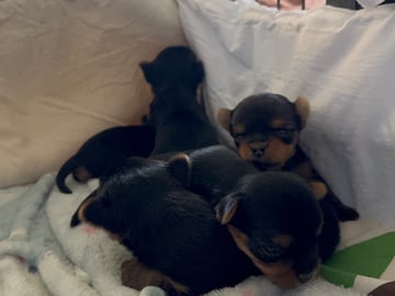 Sweet little Pollys