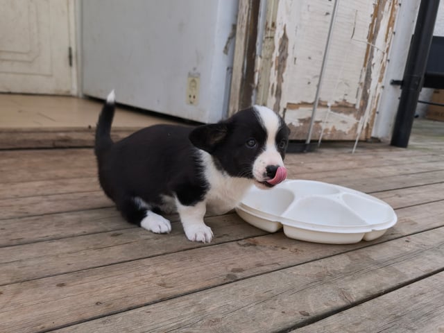 Welsh corgi cardigan