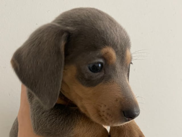 Dachshund · Enskededalen · Biancas