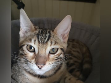 Bengal · Sollebrunn · SE*Tissan's