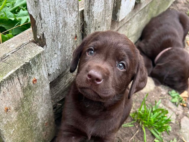 Labrador retriever