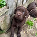 Labrador retriever