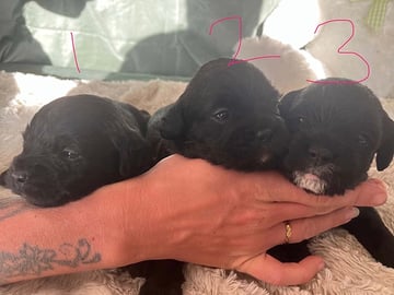 French Bulldog · Horslunde · Natasja F.