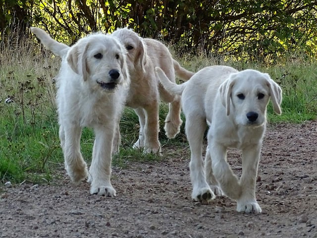 Labradoodle · överkalix · Humlehjarta