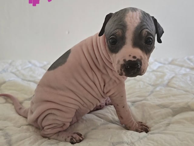 Puppy: Dagmar