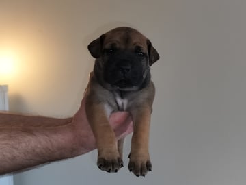 Boergarden boerboels
