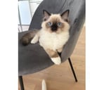 Ragdoll