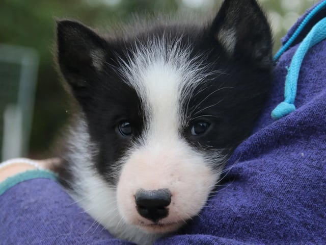 Greenland Dog