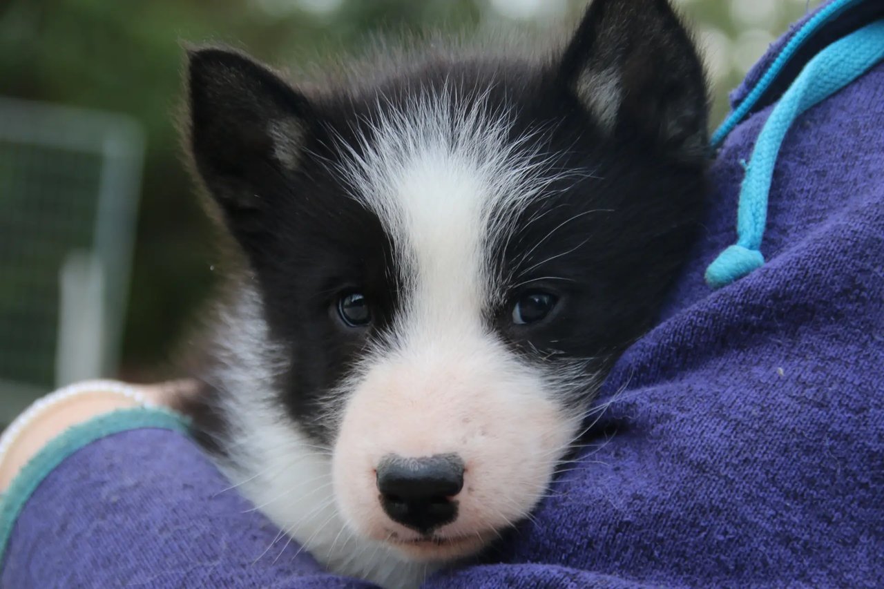 Tasermiut Kennel